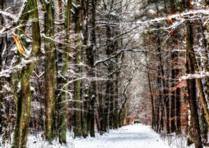 Eichenwald-Winter09-Midnight-TT1-Farbe-Excellent