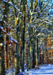 Eichenwald-Winter16-Excellent