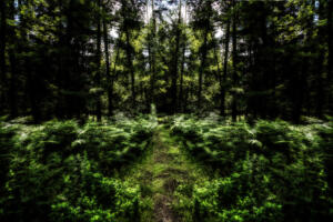 Wald-Frühjahr06-Art
