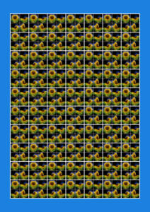 042c-Sonnenblumen-Grafik100