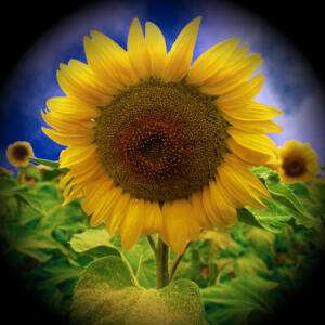 060k-Sonne16a-Flowers-SerieS1-Bild1