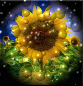 007a-Sonne15a-Flowers-SerieS1-Bild14
