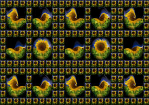 Flowers-SerieS10-Sonnenblumen