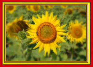 Sonnenblumen019b-SerieS5-Art1